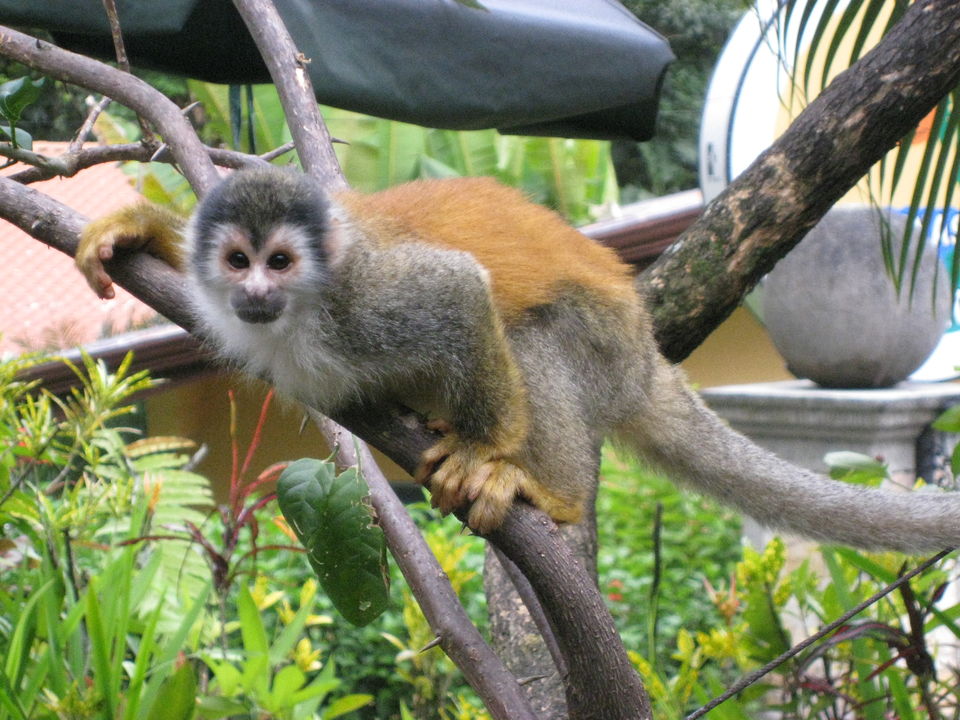 mono titi